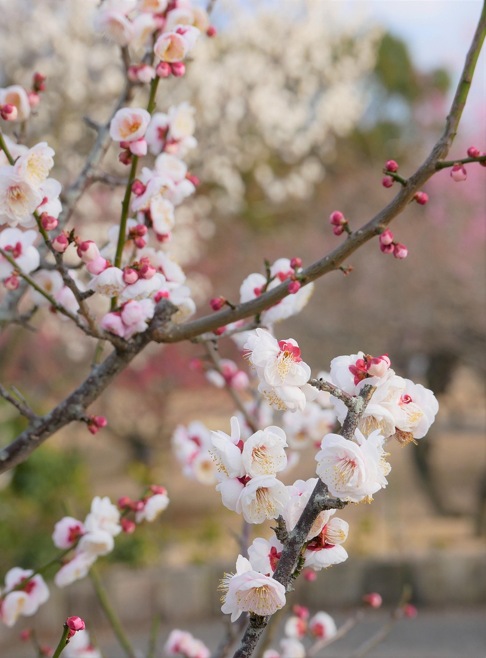 AGA市販薬のおすすめはどれですか？