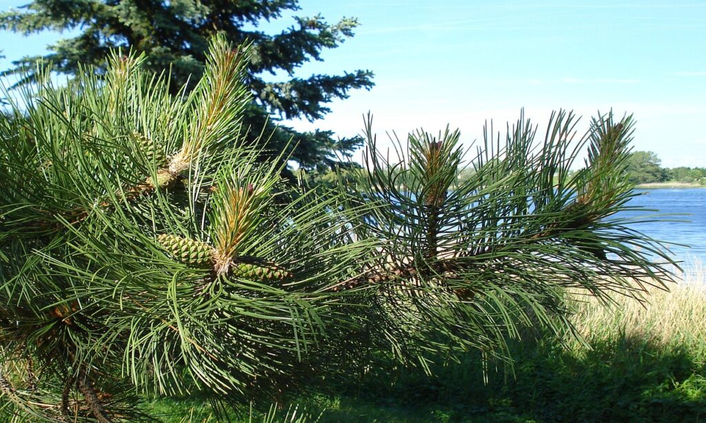 AGA薬の個人輸入にはどんな危険があるのか？