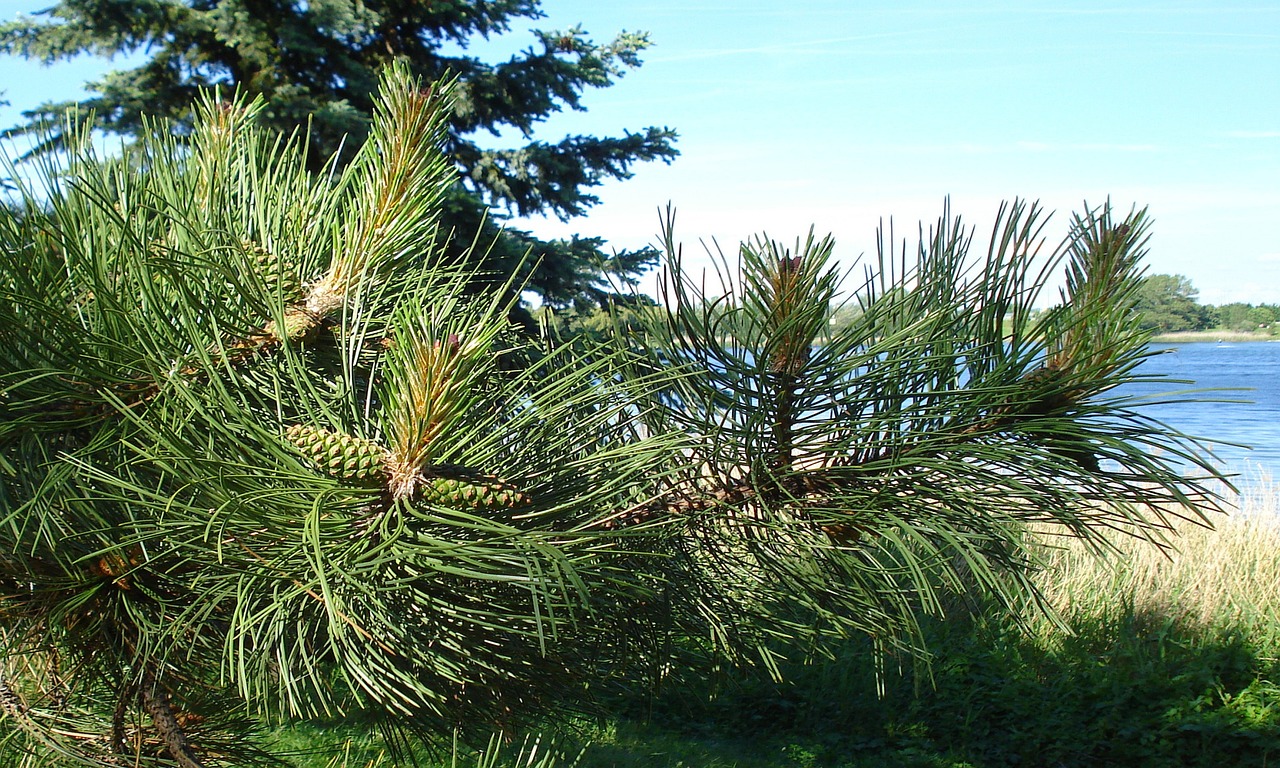 AGA薬の個人輸入にはどんな危険があるのか？