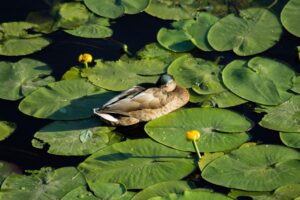 薄毛をカバーするための自然なウィッグの選び方は？