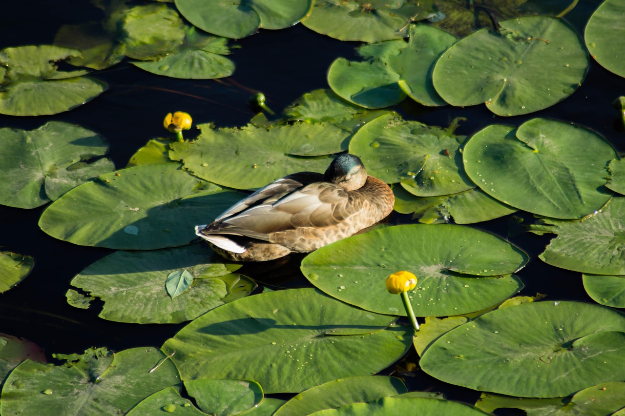 薄毛をカバーするための自然なウィッグの選び方は？