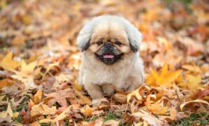 飲む育毛剤のおすすめ商品はどれですか？